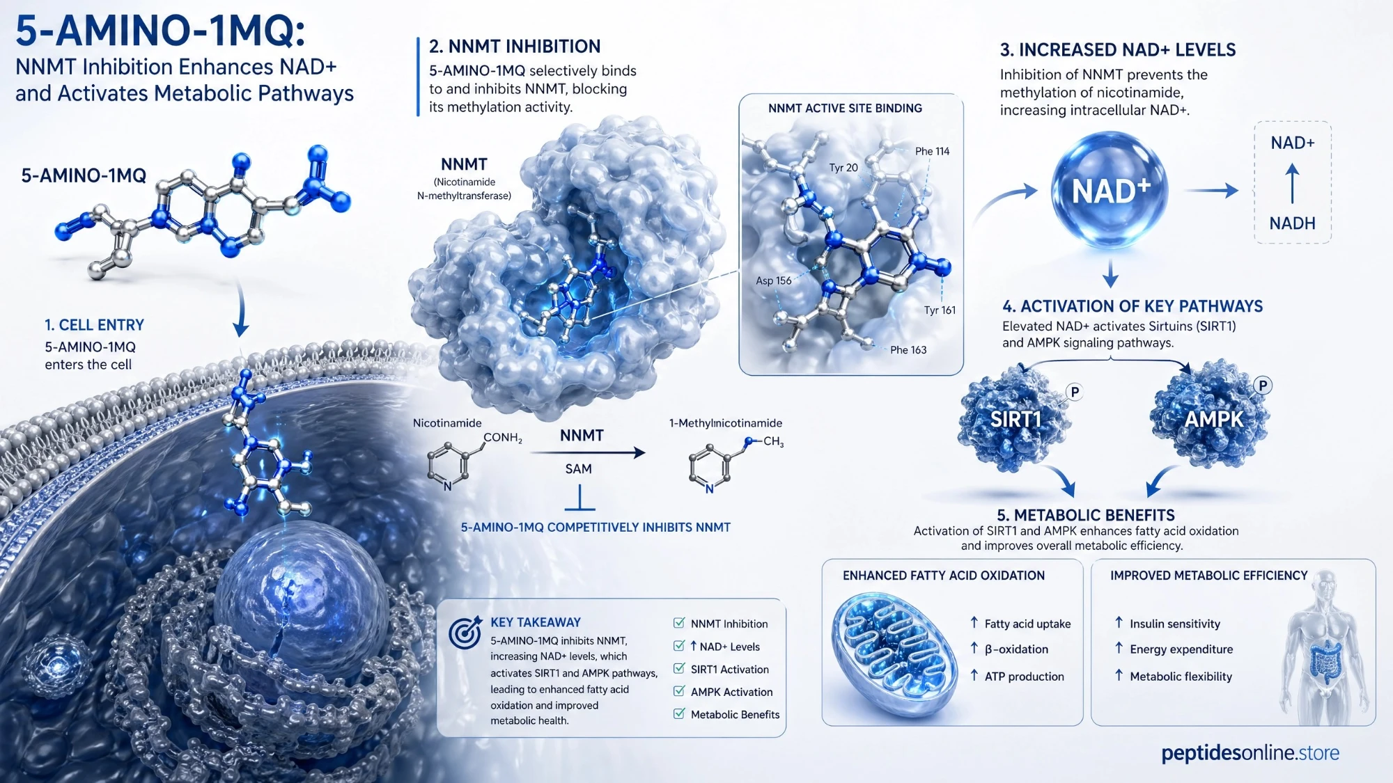 5_amino_1mq_mechanism_infographic