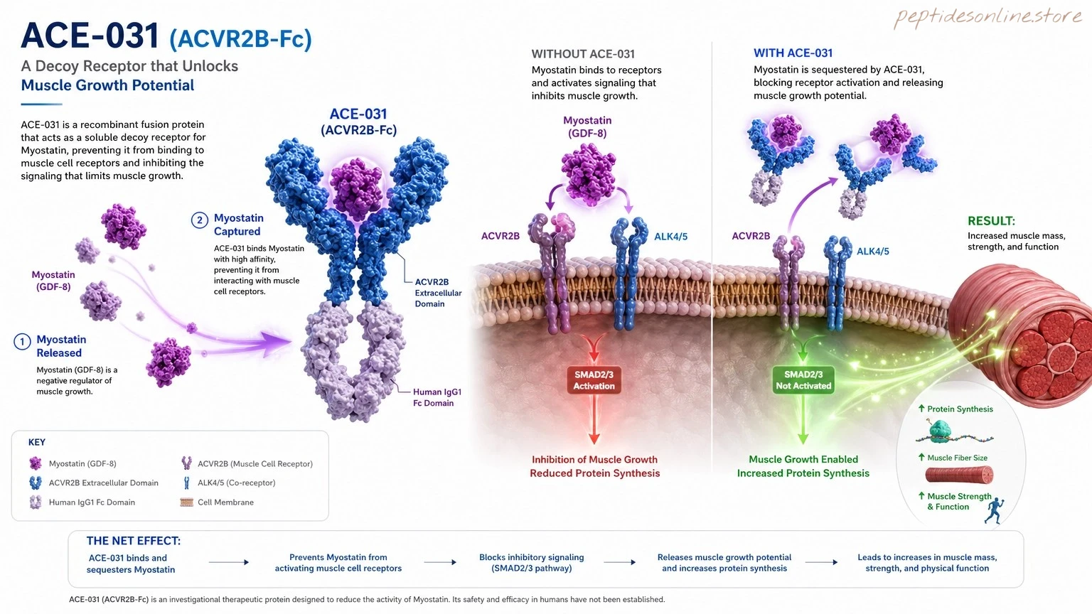 ACE-031 Mechanism of Action