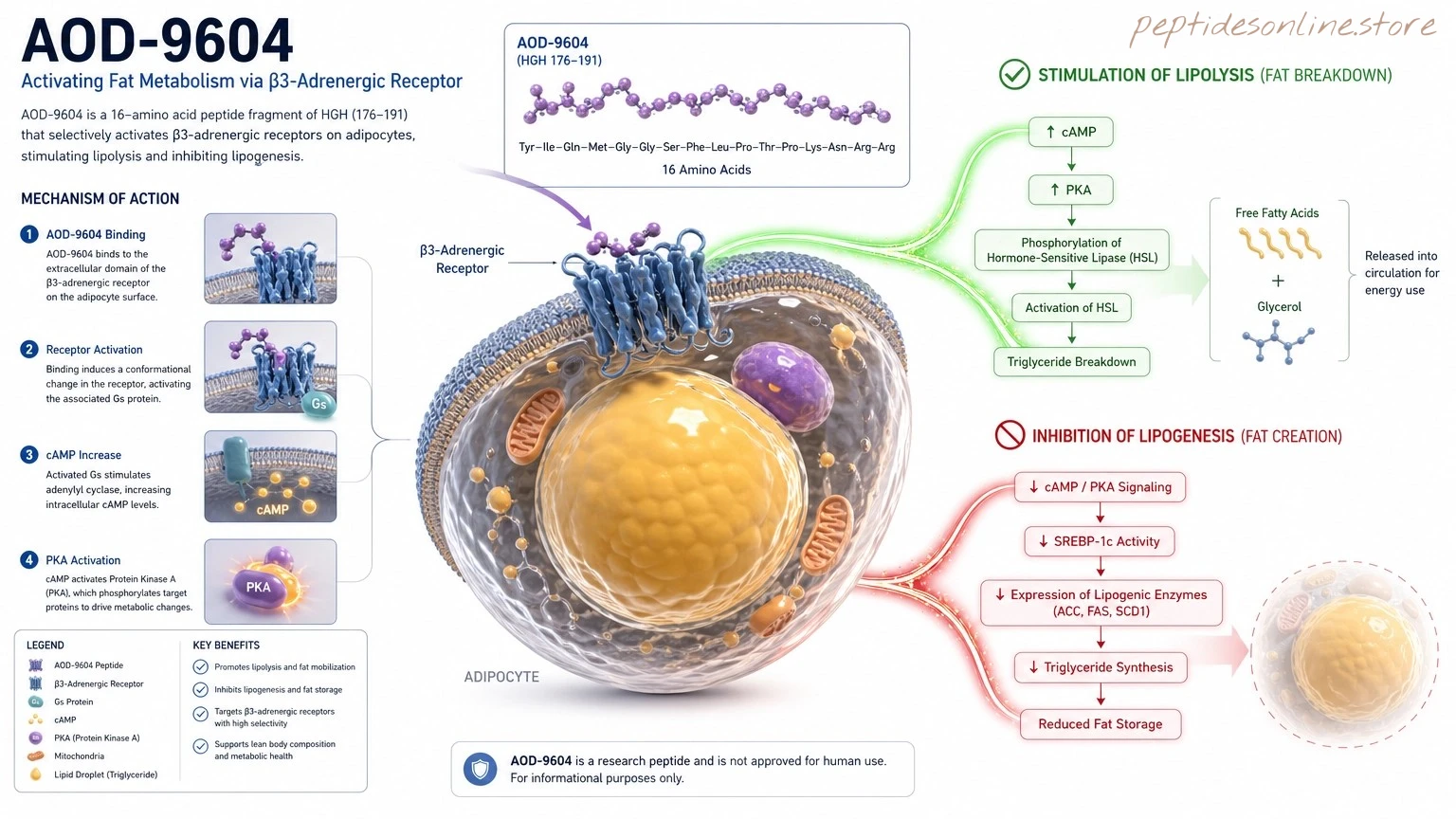 AOD-9604-Mechanism-of-Action