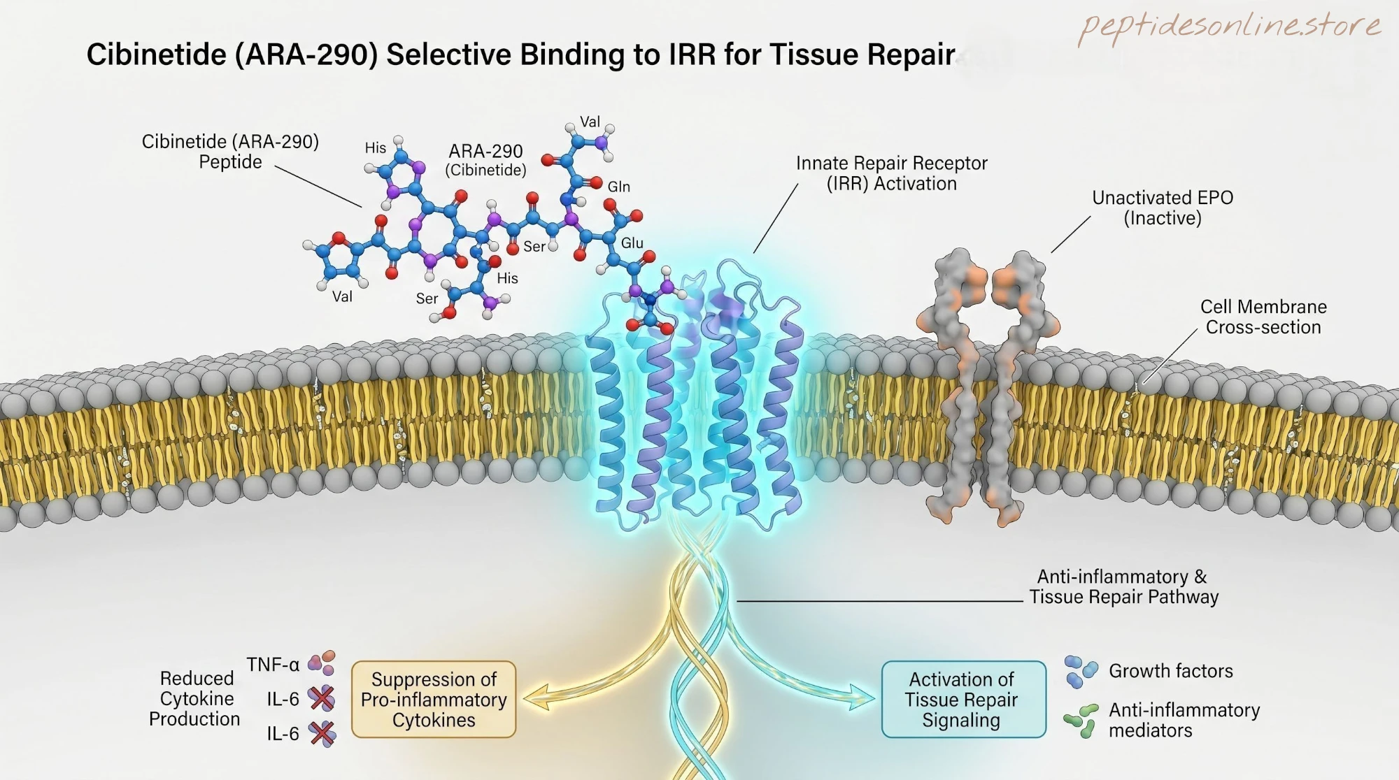 Cibinetide-Mechanism-of-Action