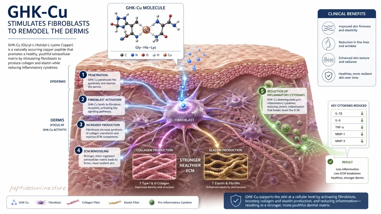 GHK-Cu Mechanism of Action