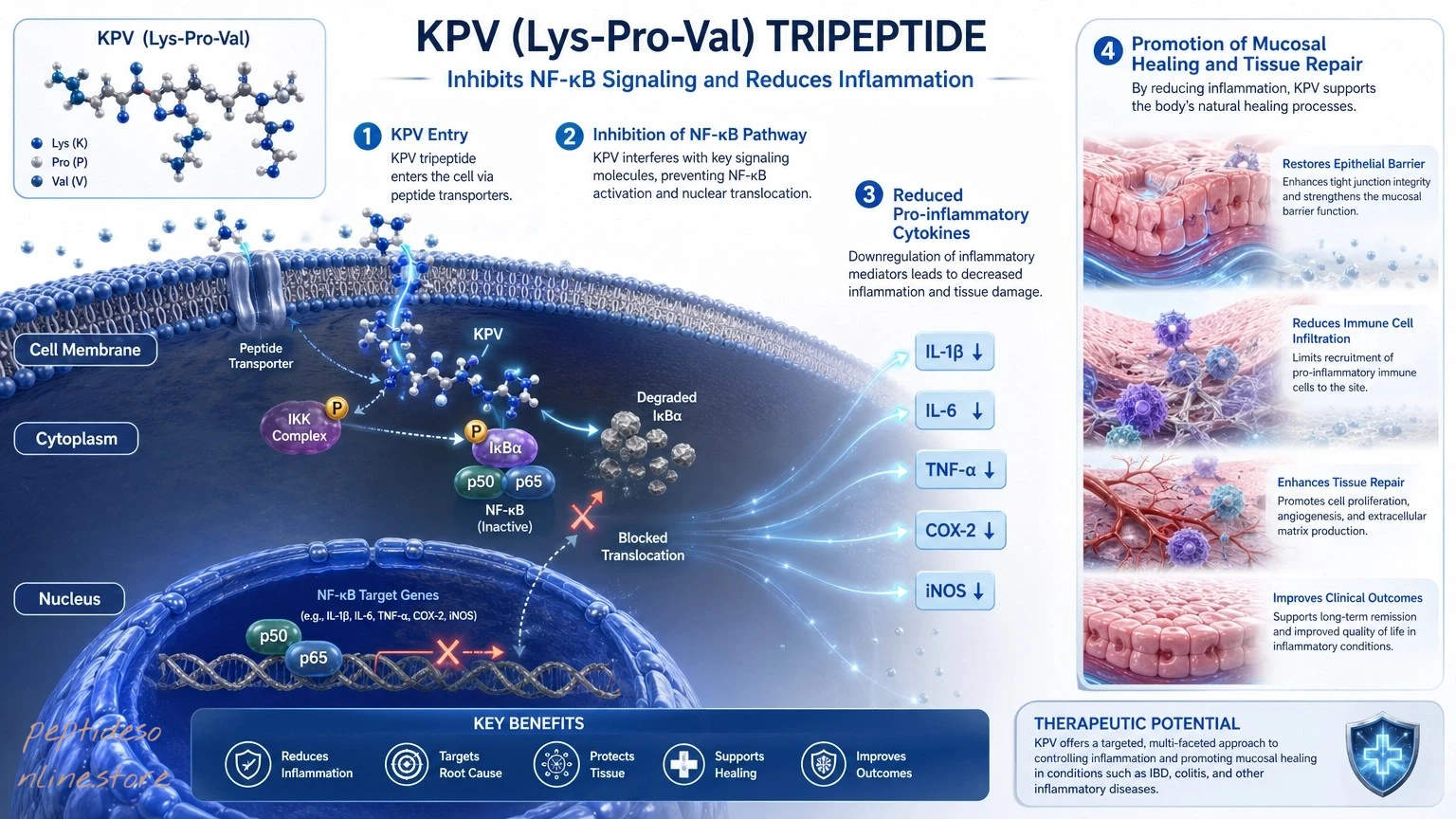 KPV-peptide - Mechanism of Action