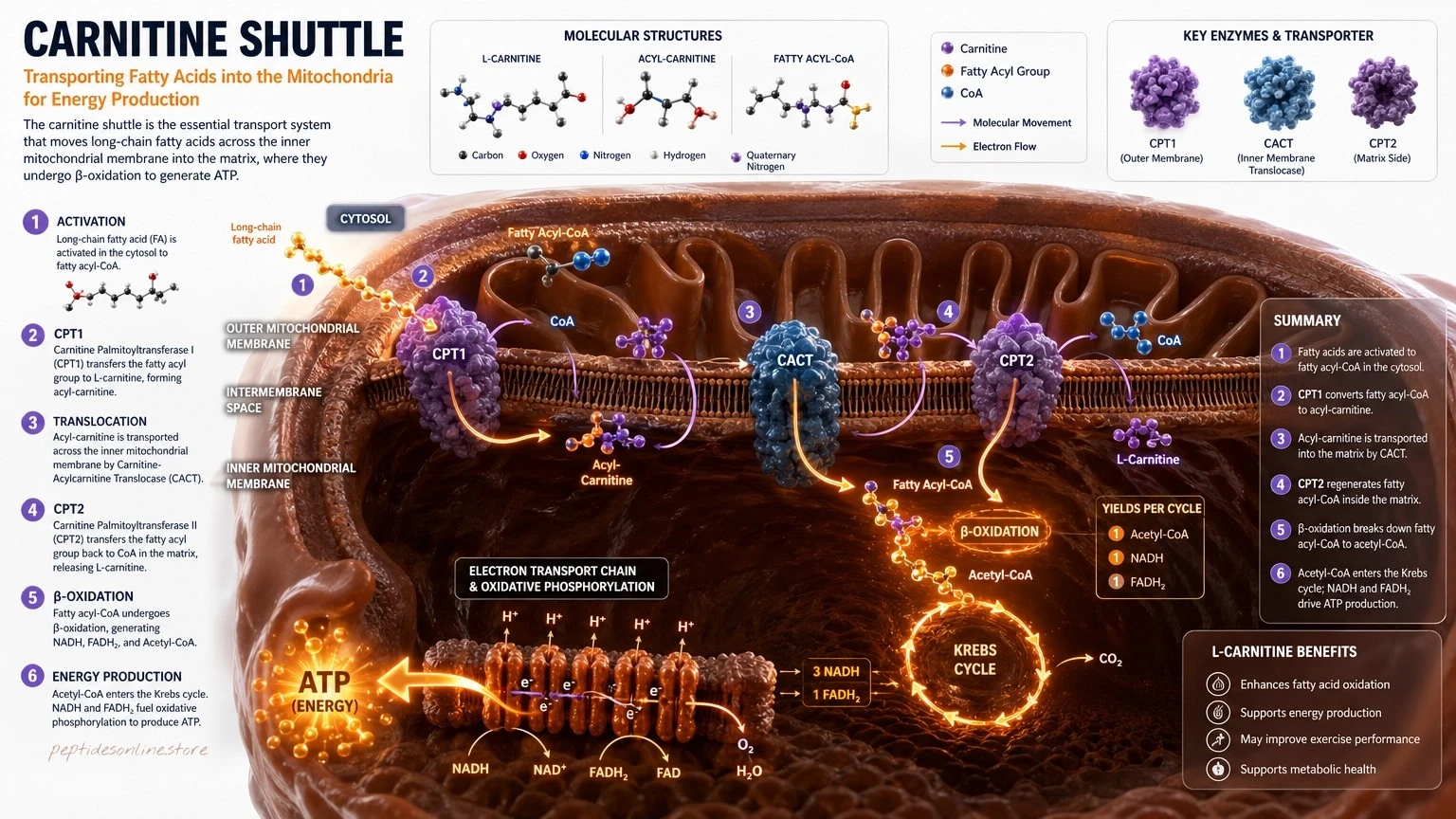 L-carnitine (Levocarnitine) - Mechanism of Action