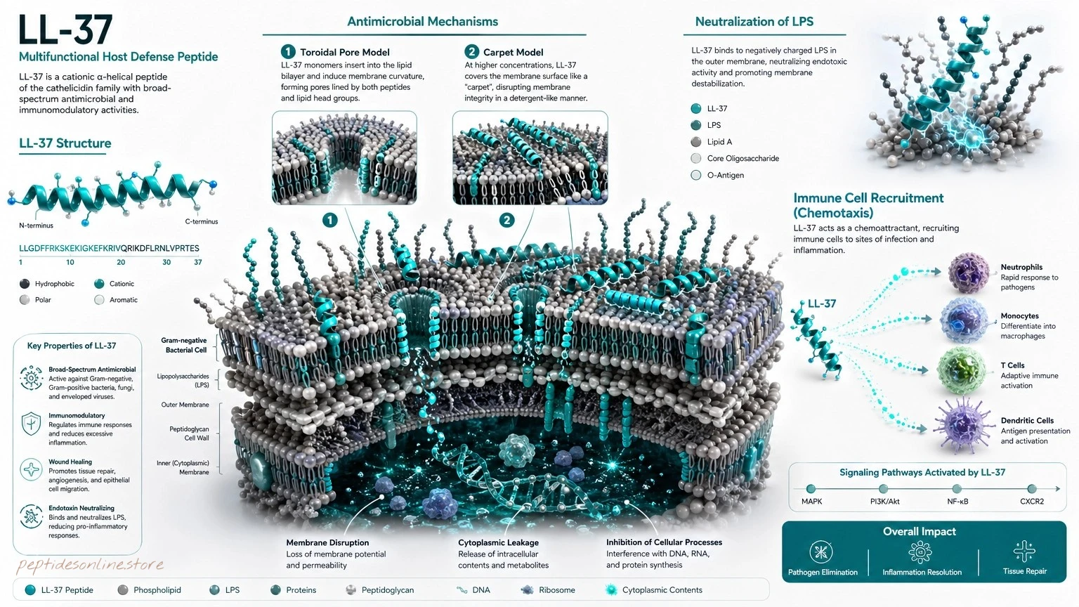 LL-37-Cathelicidin-–-Antimicrobial-peptide Mechanism-of-action