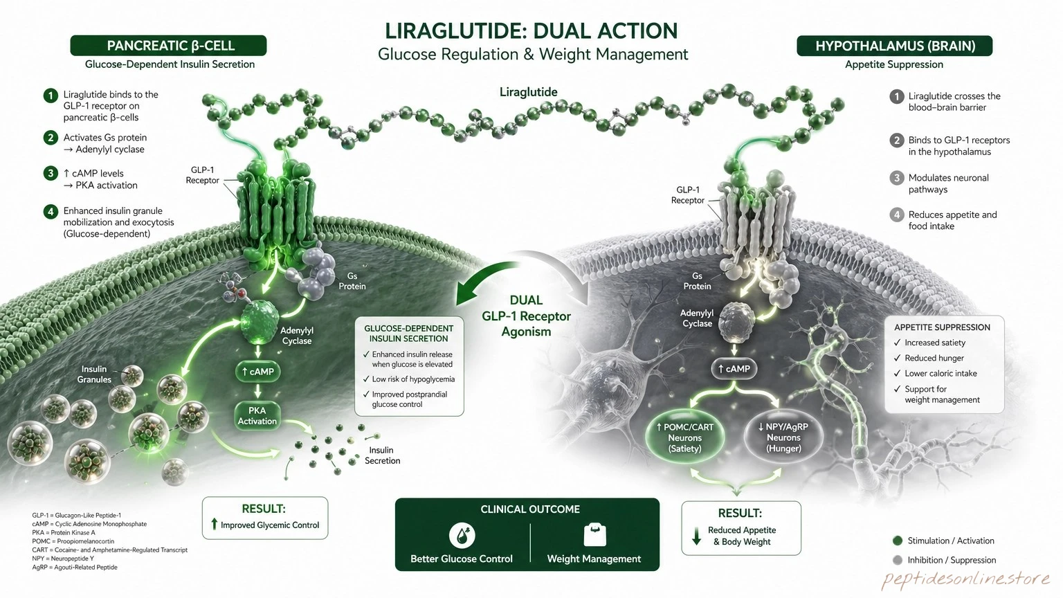 Liraglutide - Mechanism of Action