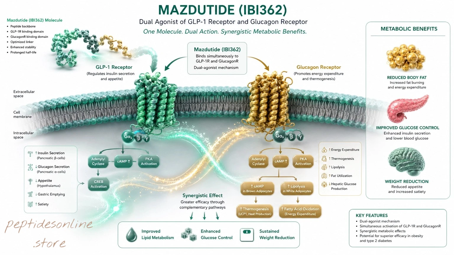 Mazdutide - Mechanism of Action