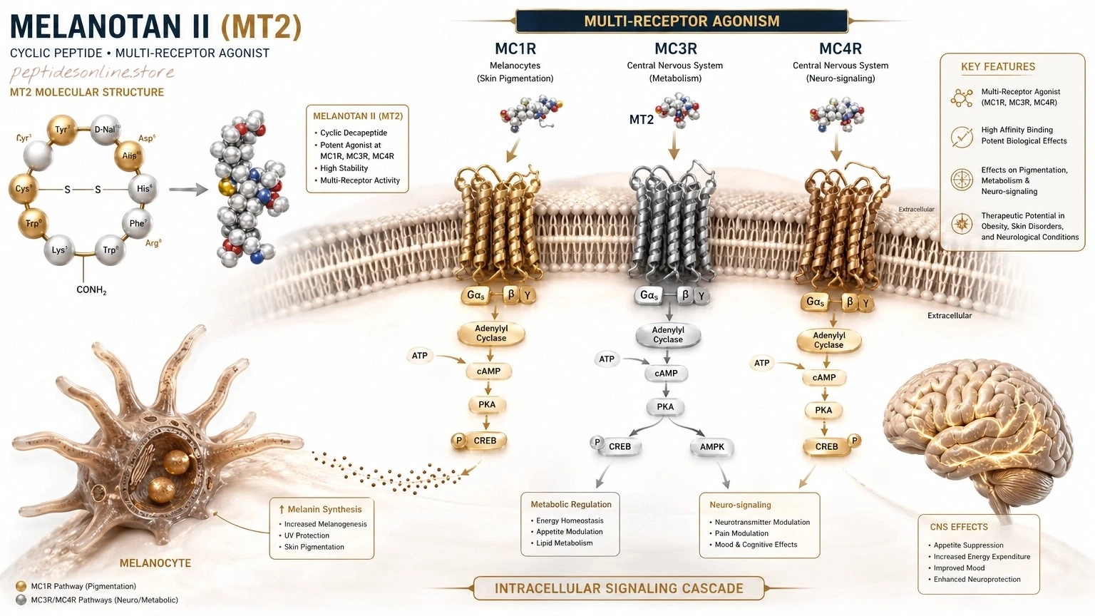 Melanotan II (MT2) - Mechanism of Action