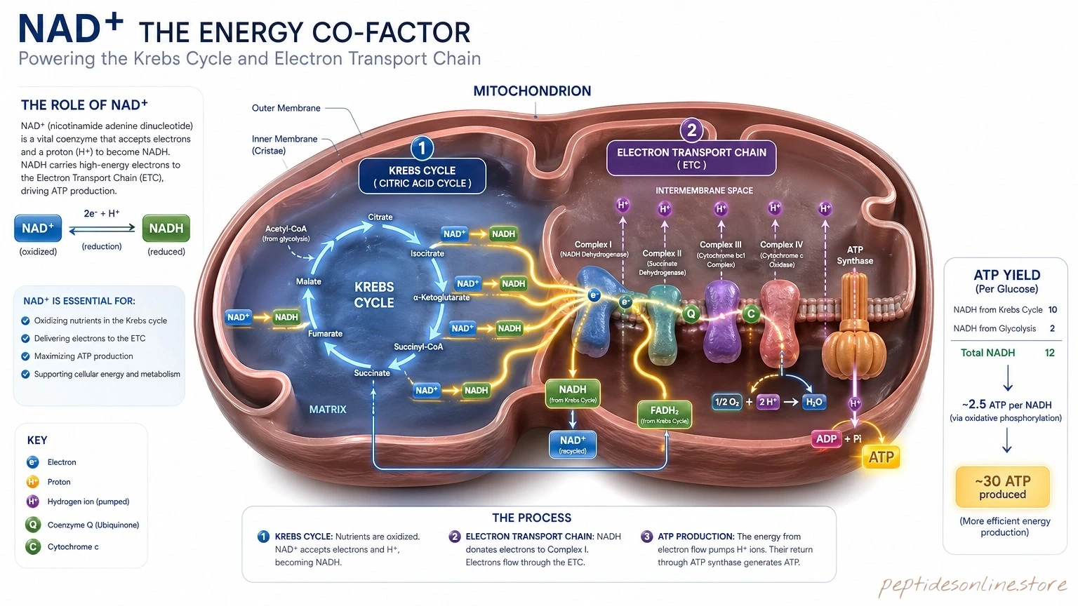 NAD+ Mechanism of Action