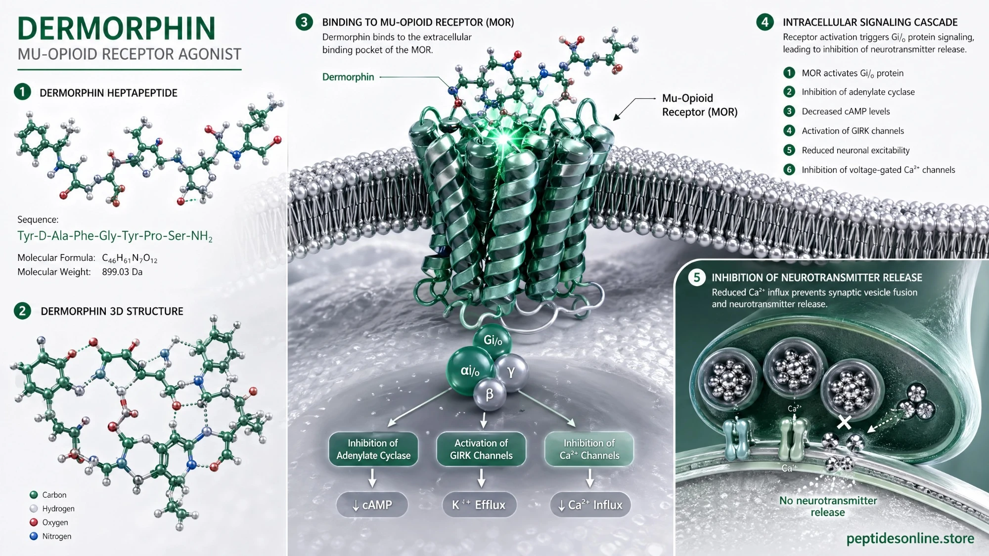 dermorphin_mechanism_infographic