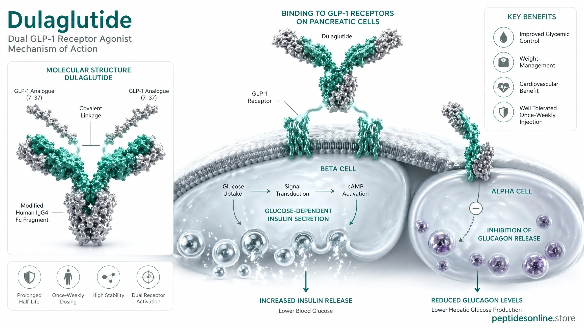 dulaglutide_mechanism_infographic