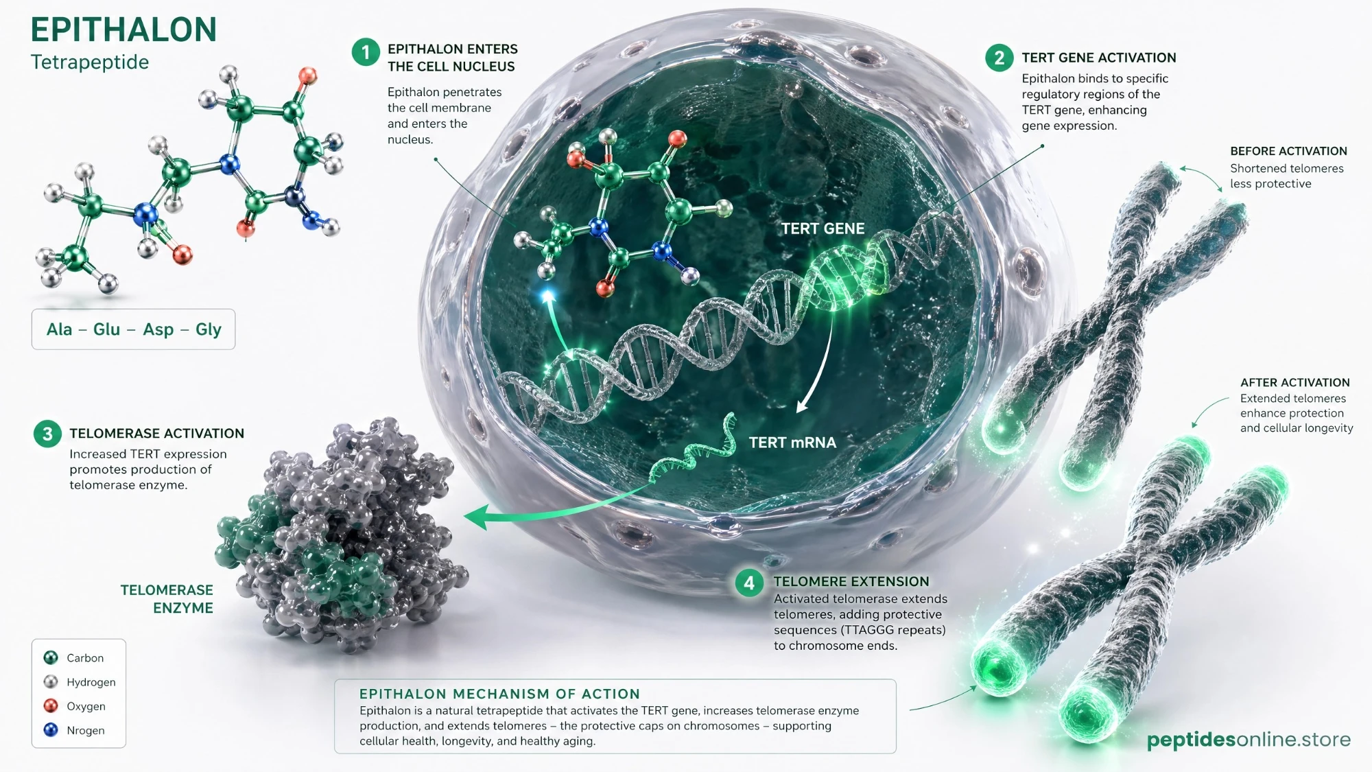 epithalon_mechanism_infographic