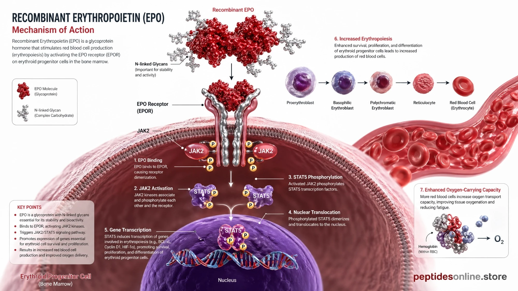 epo_peptide_mechanism_infographic