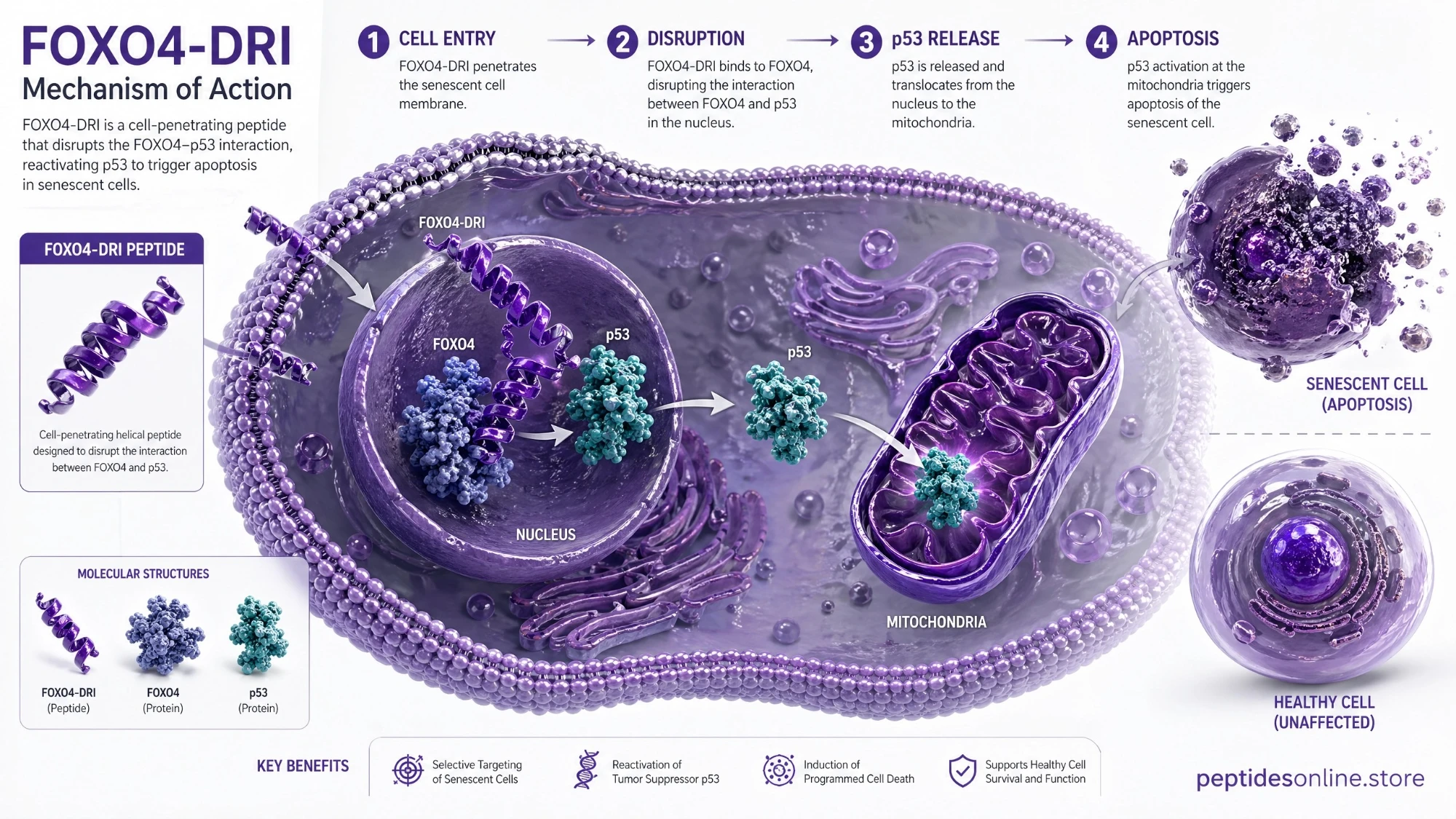 foxo4_dri_mechanism_infographic