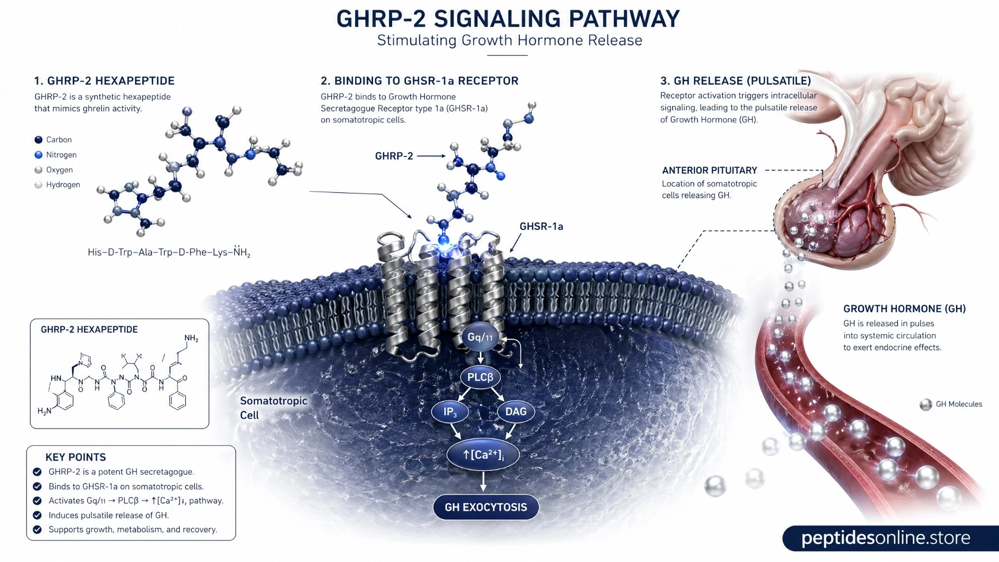 ghrp2_mechanism_infographic