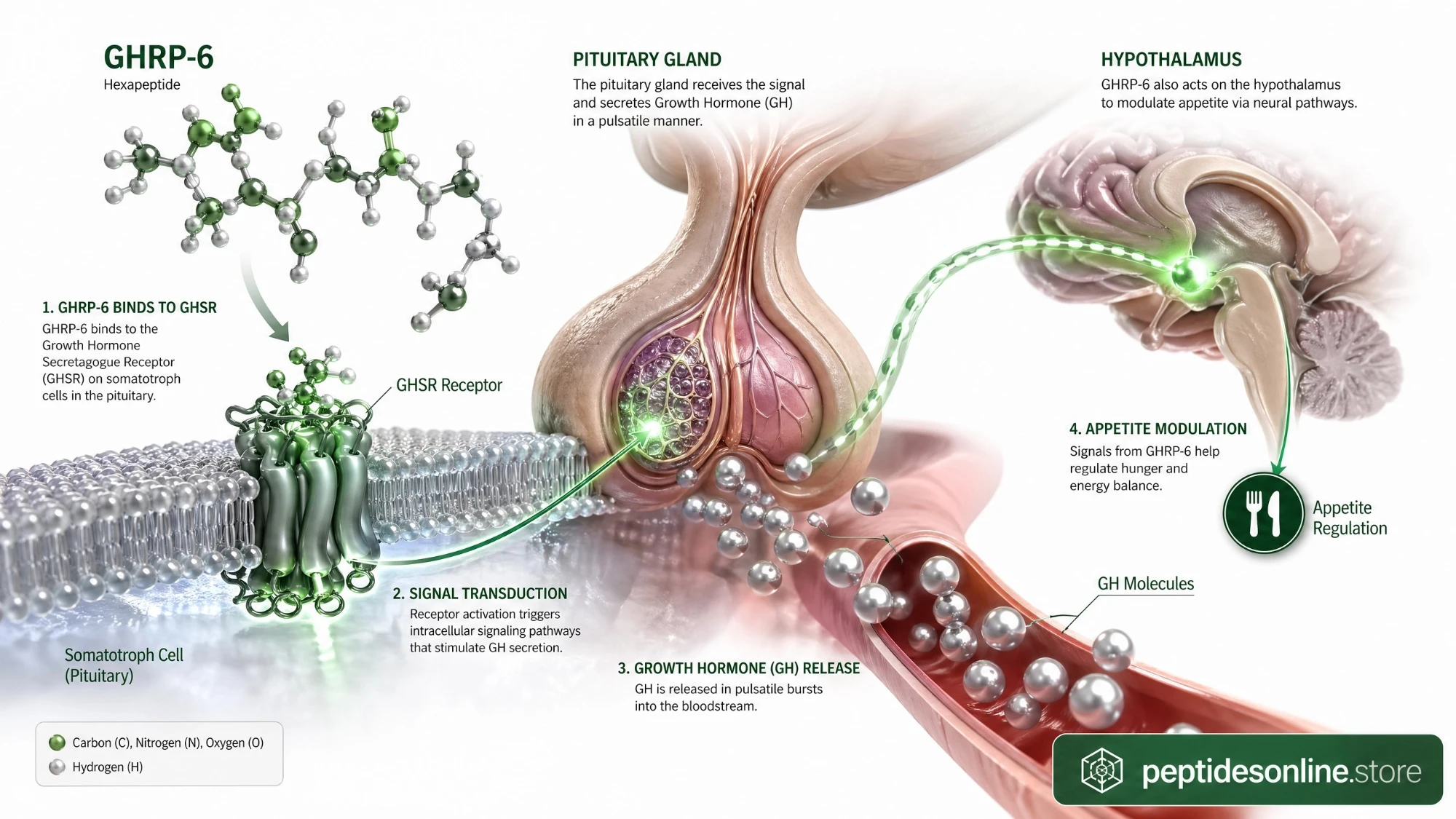 ghrp6_mechanism_infographic