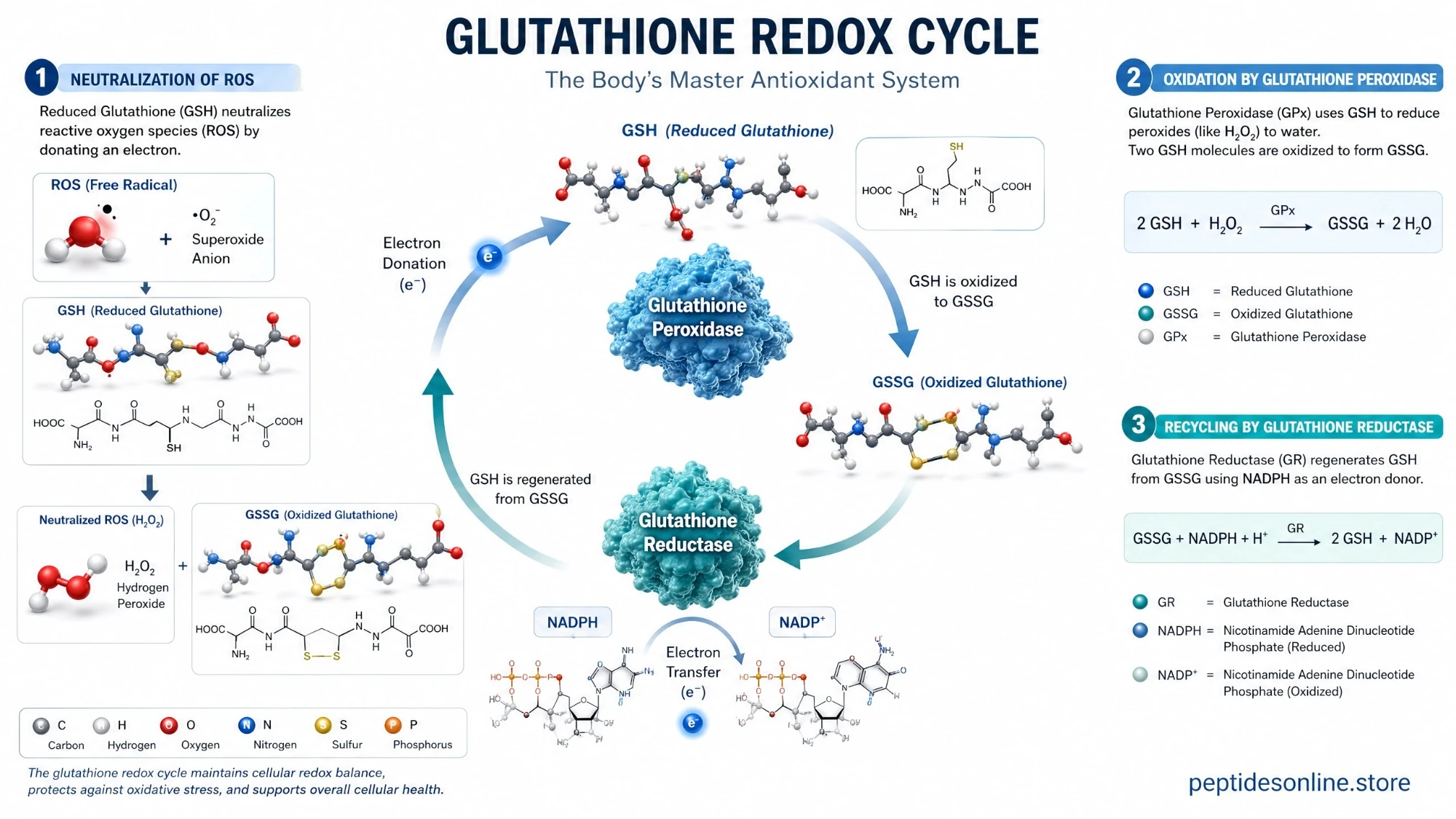 glutathione_cycle_infographic