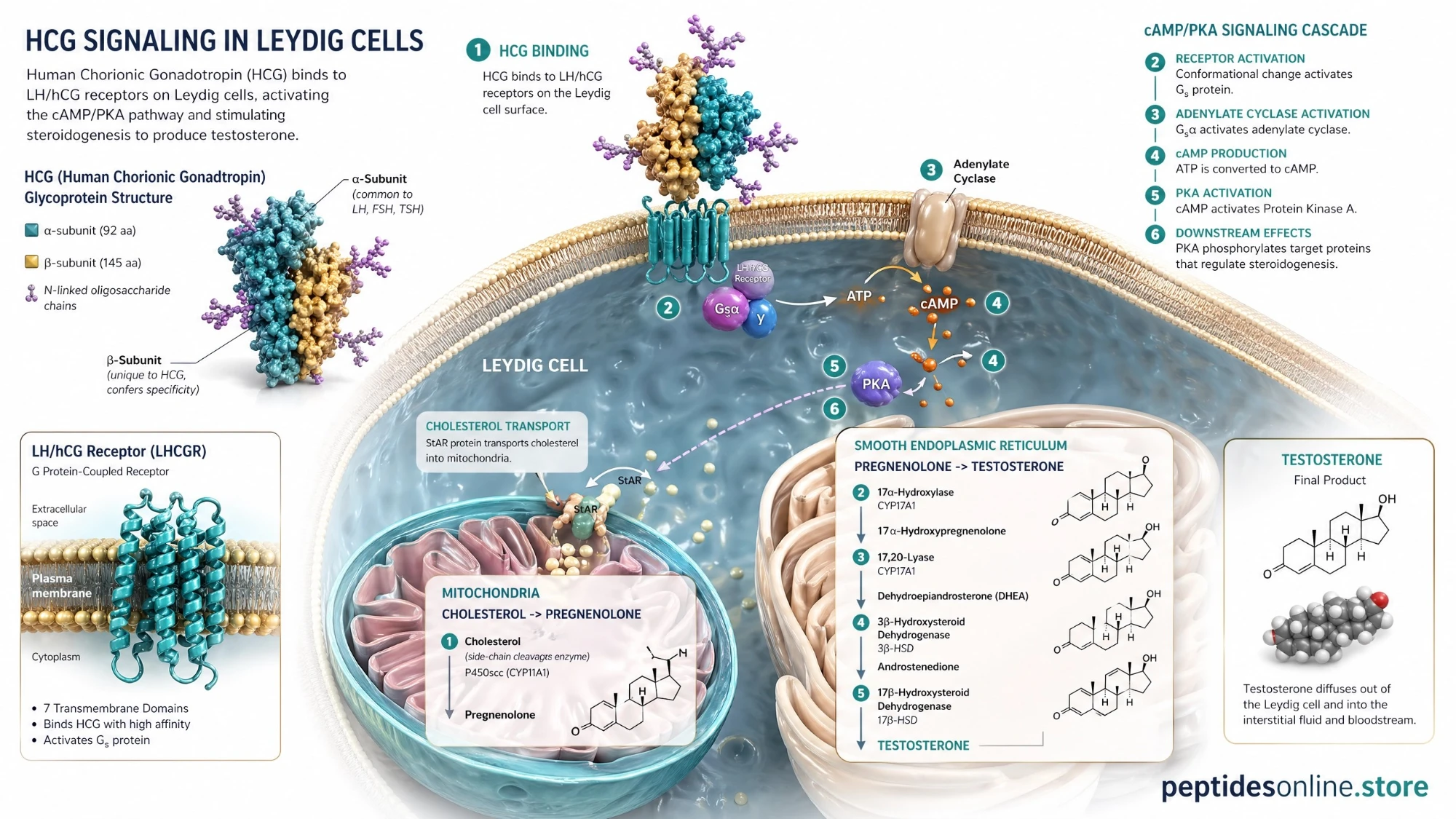 hcg_mechanism_infographic