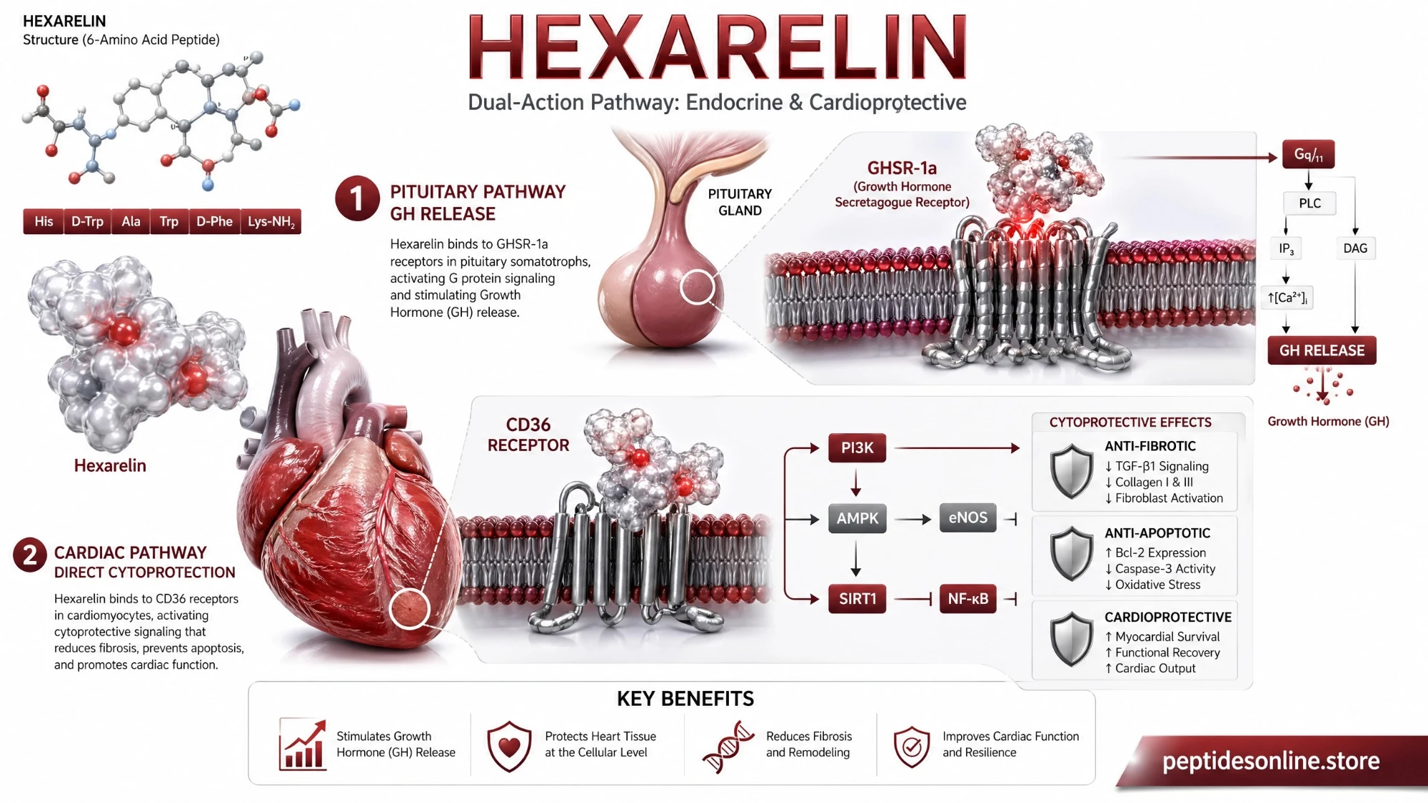 hexarelin_mechanism_infographic