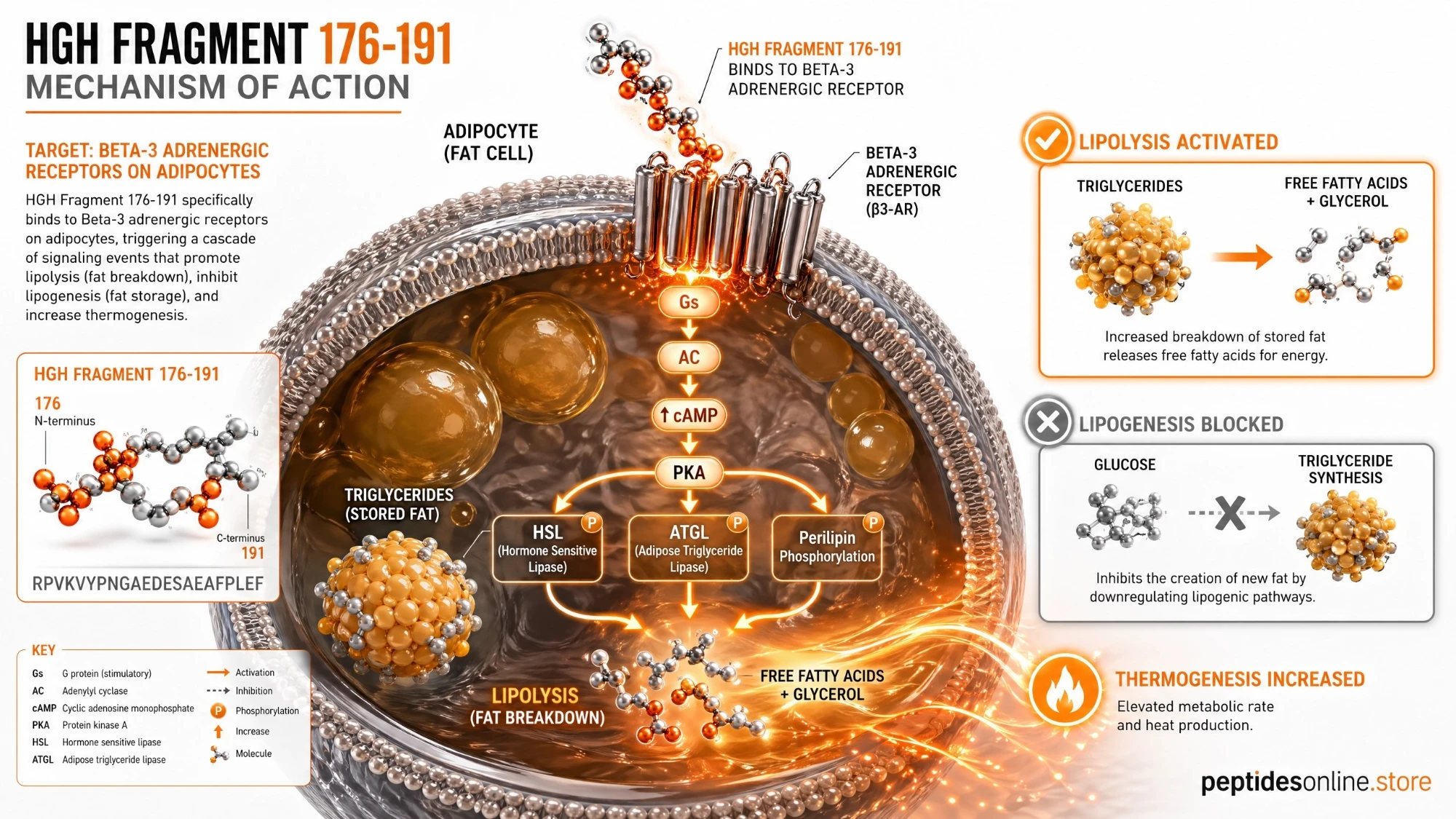 hgh_frag_mechanism_infographic