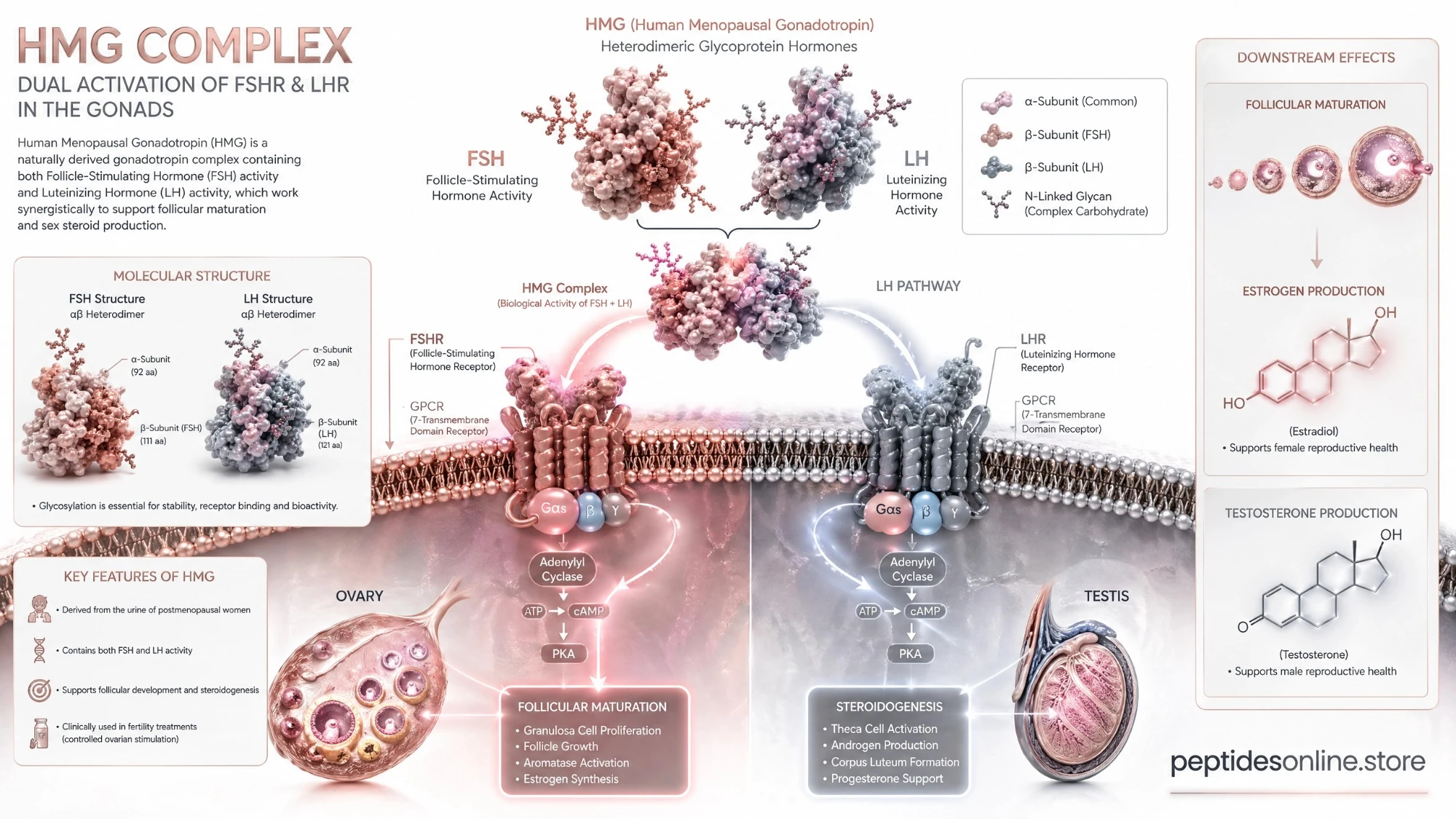 hmg_peptide_mechanism_infographic