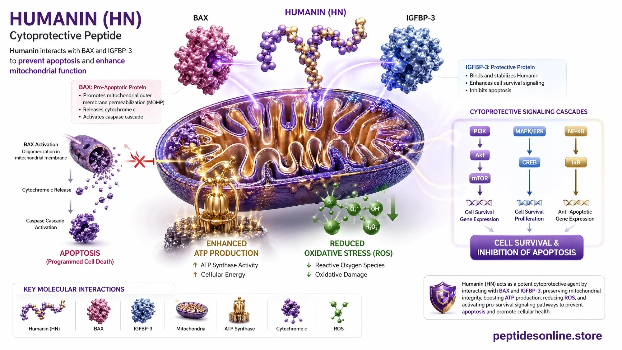 humanin_mechanism_infographic