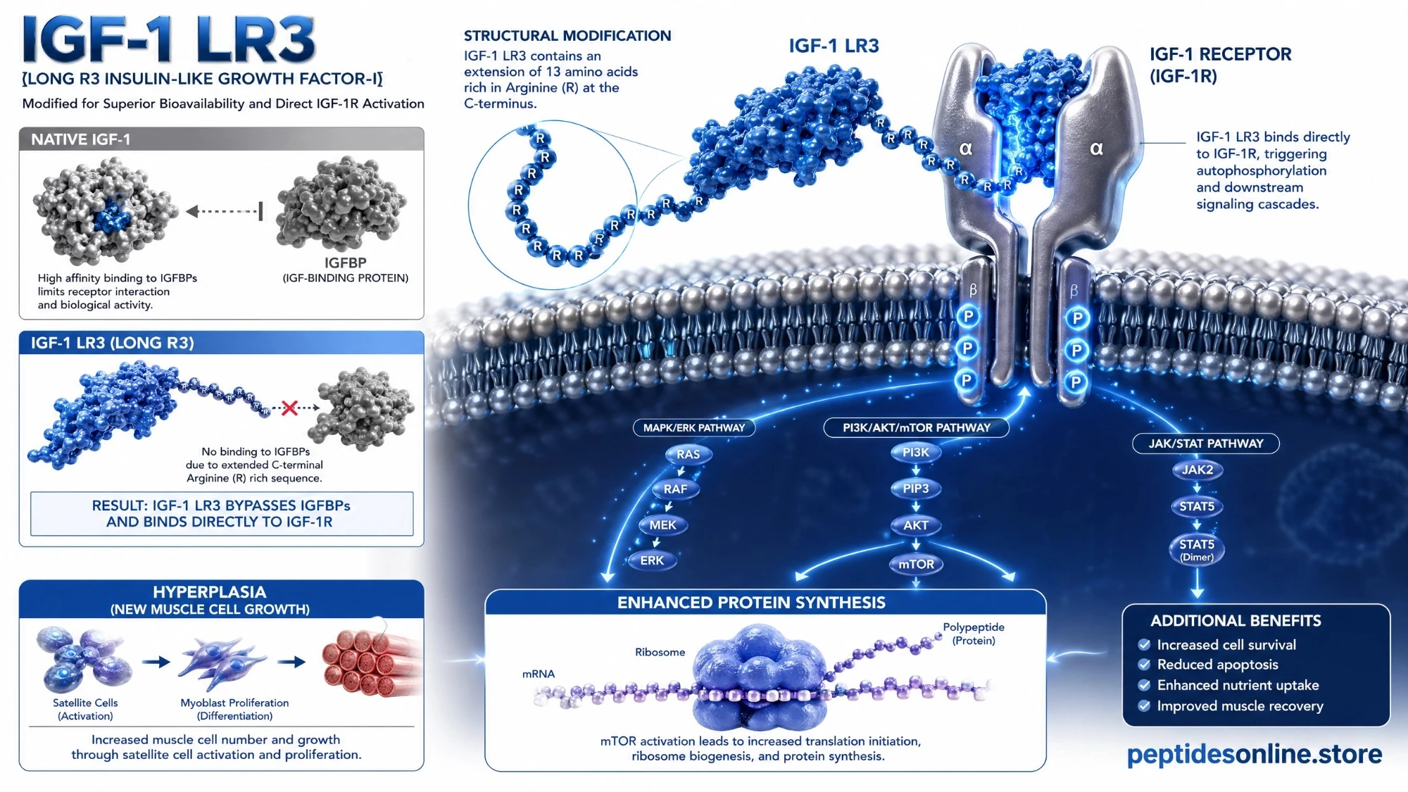 igf1_lr3_mechanism_infographic