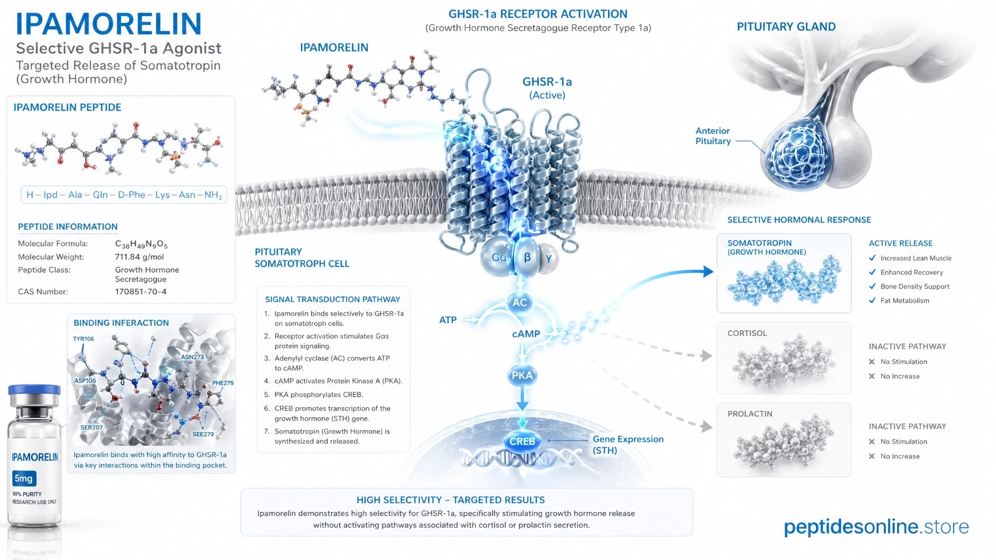 ipamorelin_mechanism_infographic