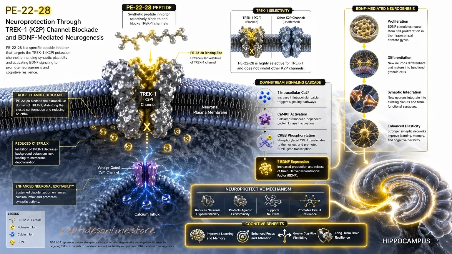 pe2228_mechanism_infographic
