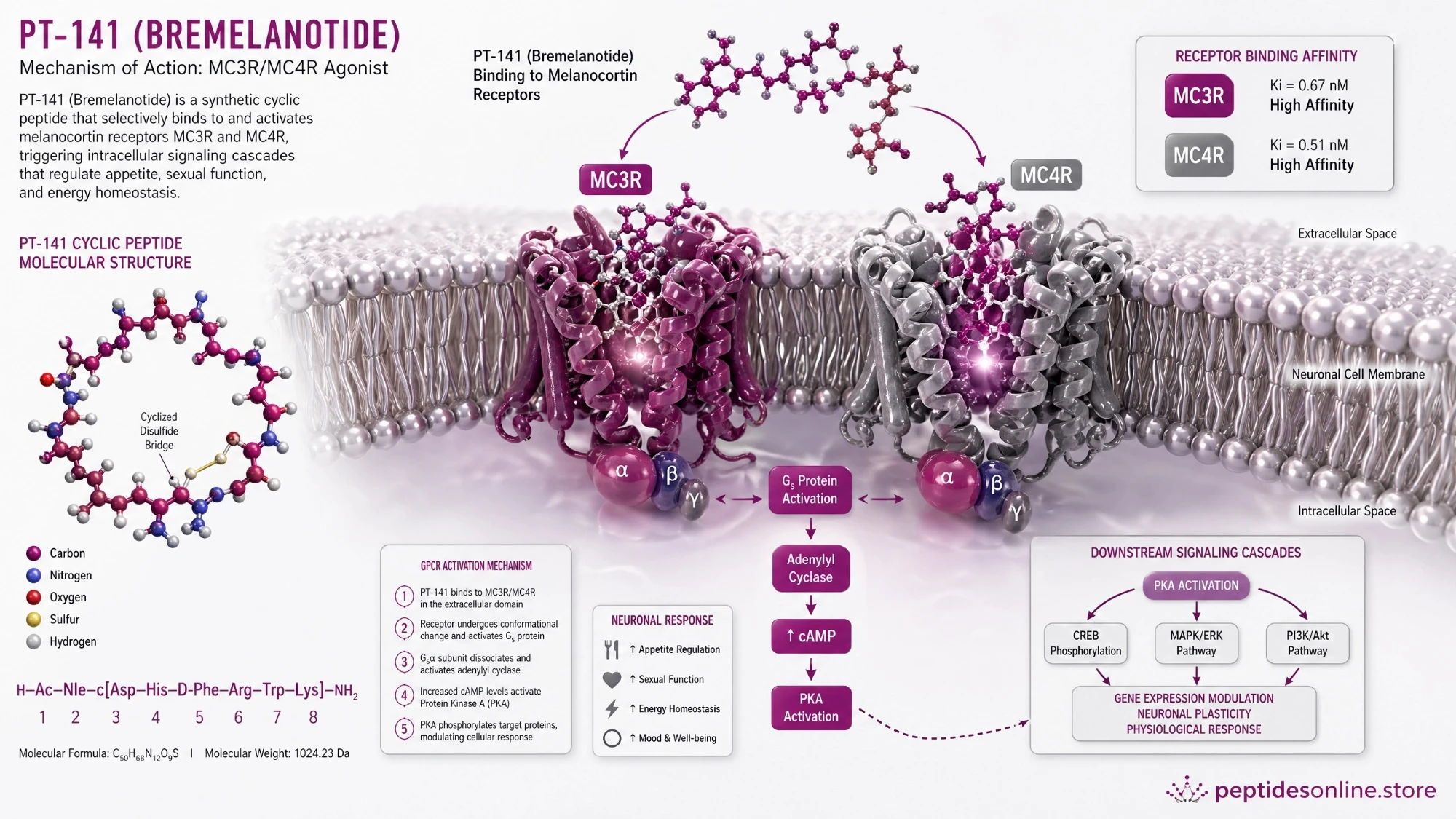 pt141_mechanism_infographic