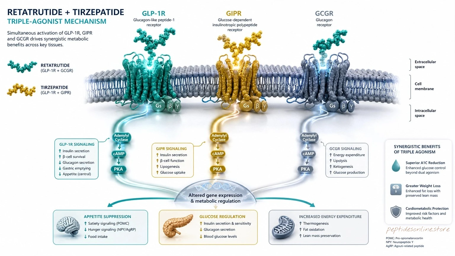 retatrutide_tirzepatide_dual_formula_mechanism_infographic