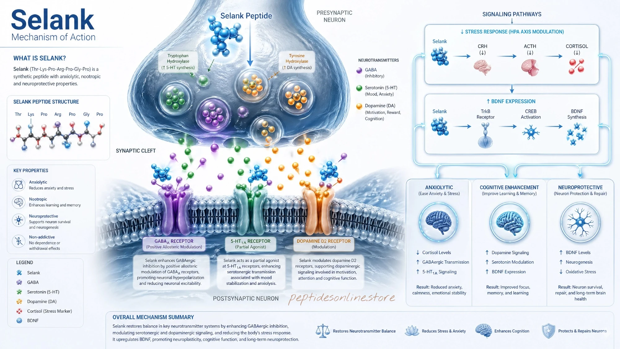 selank_mechanism_infographic