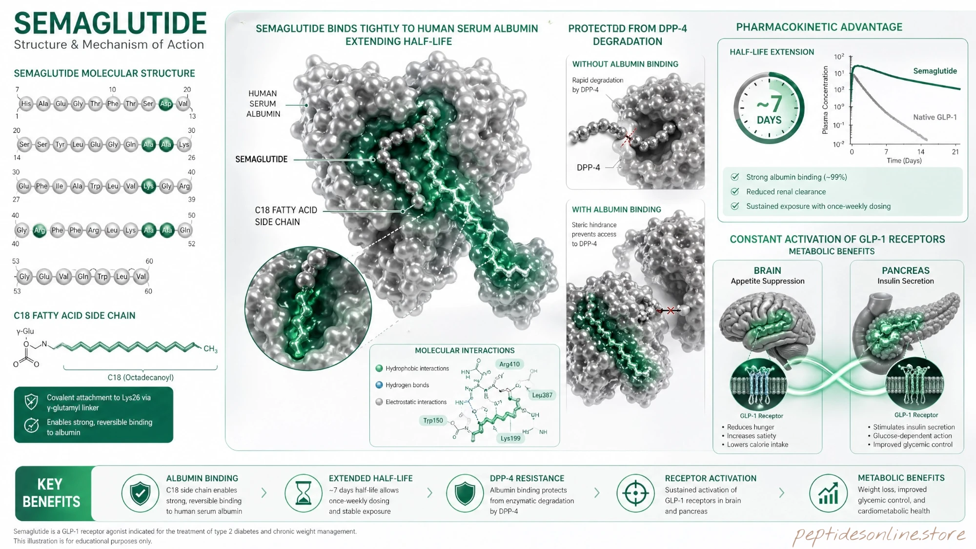 semaglutide_mechanism_infographic
