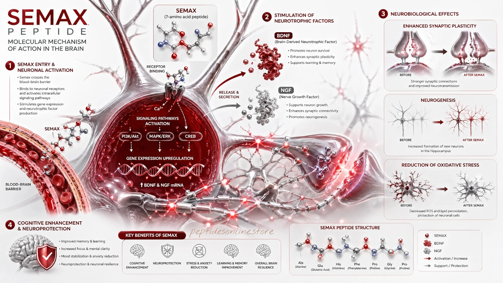 semax_mechanism_infographic