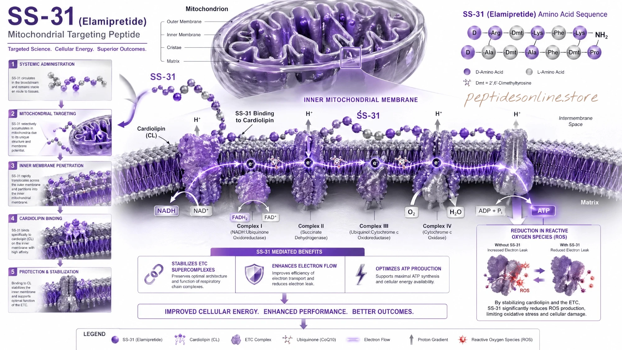 ss31_mechanism_infographic
