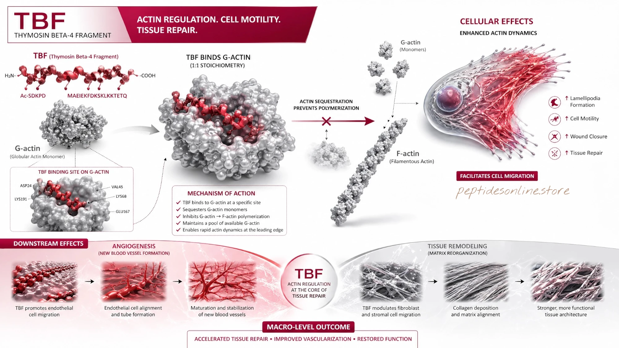 tbf_mechanism_infographic