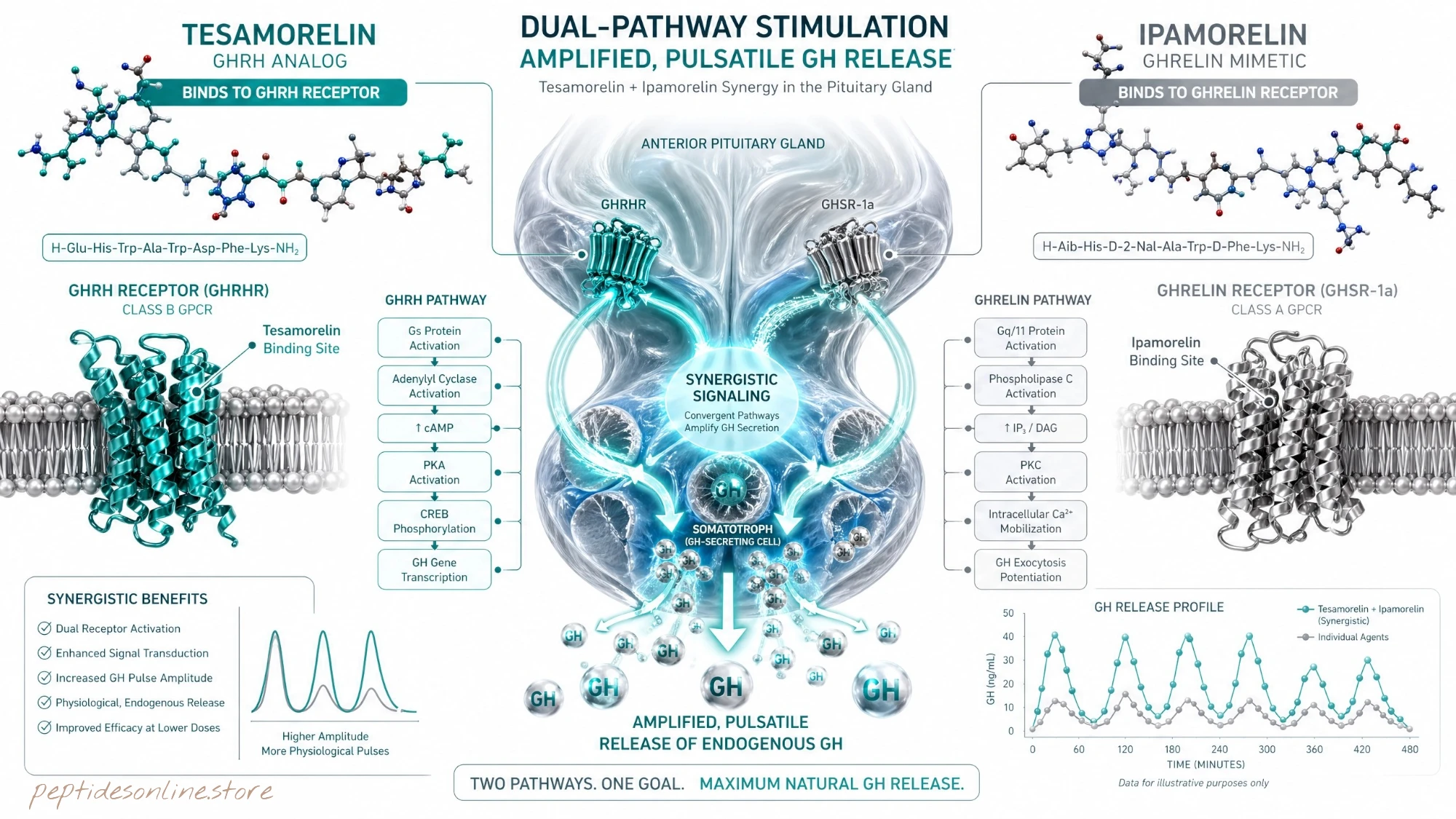 tesamorelin_ipamorelin_mechanism_infographic