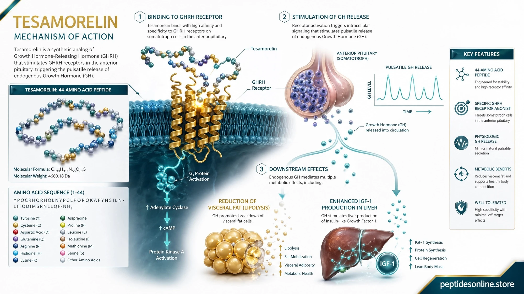 tesamorelin_mechanism_infographic