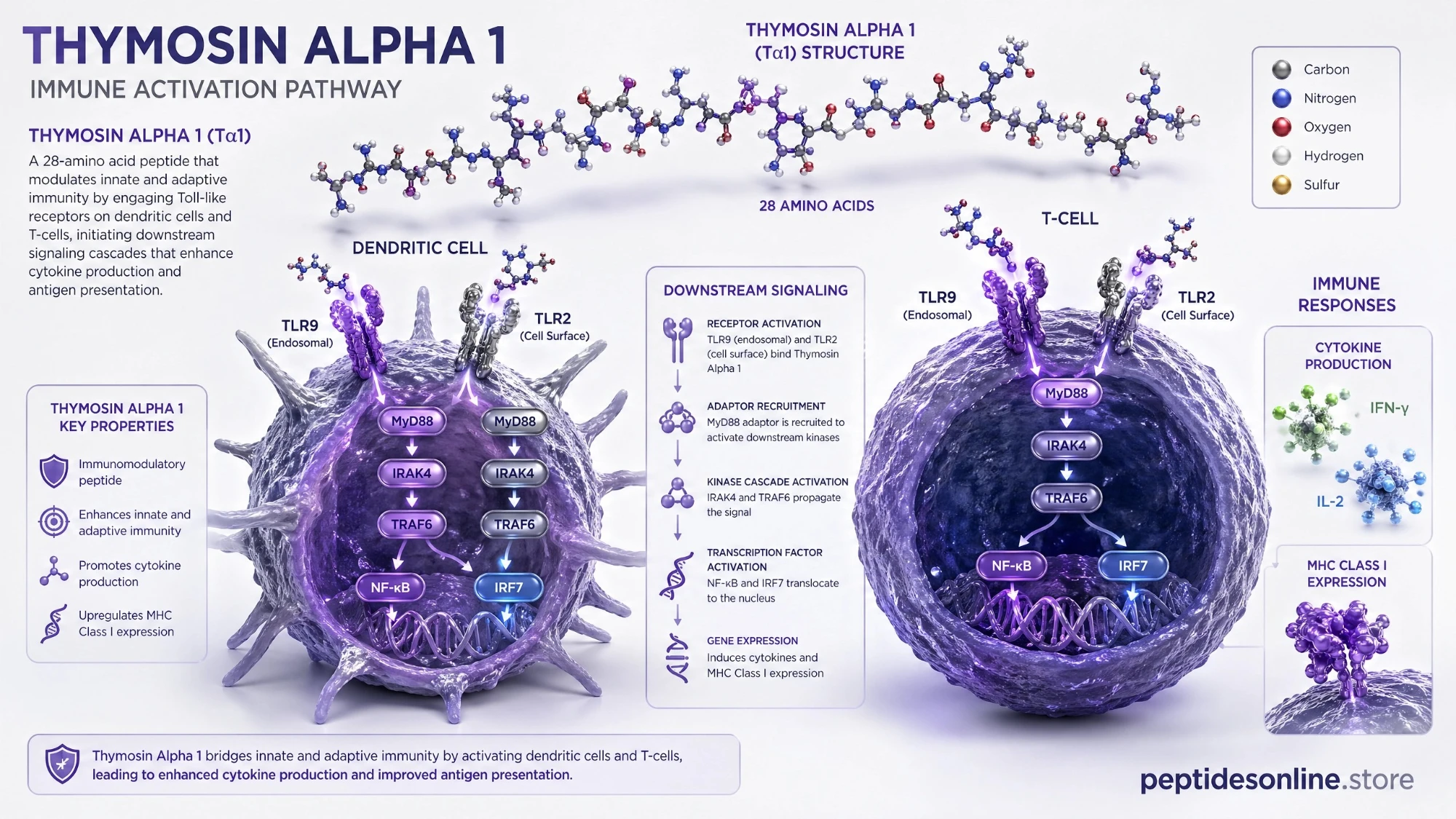 thymosin_alpha_1_mechanism_infographic