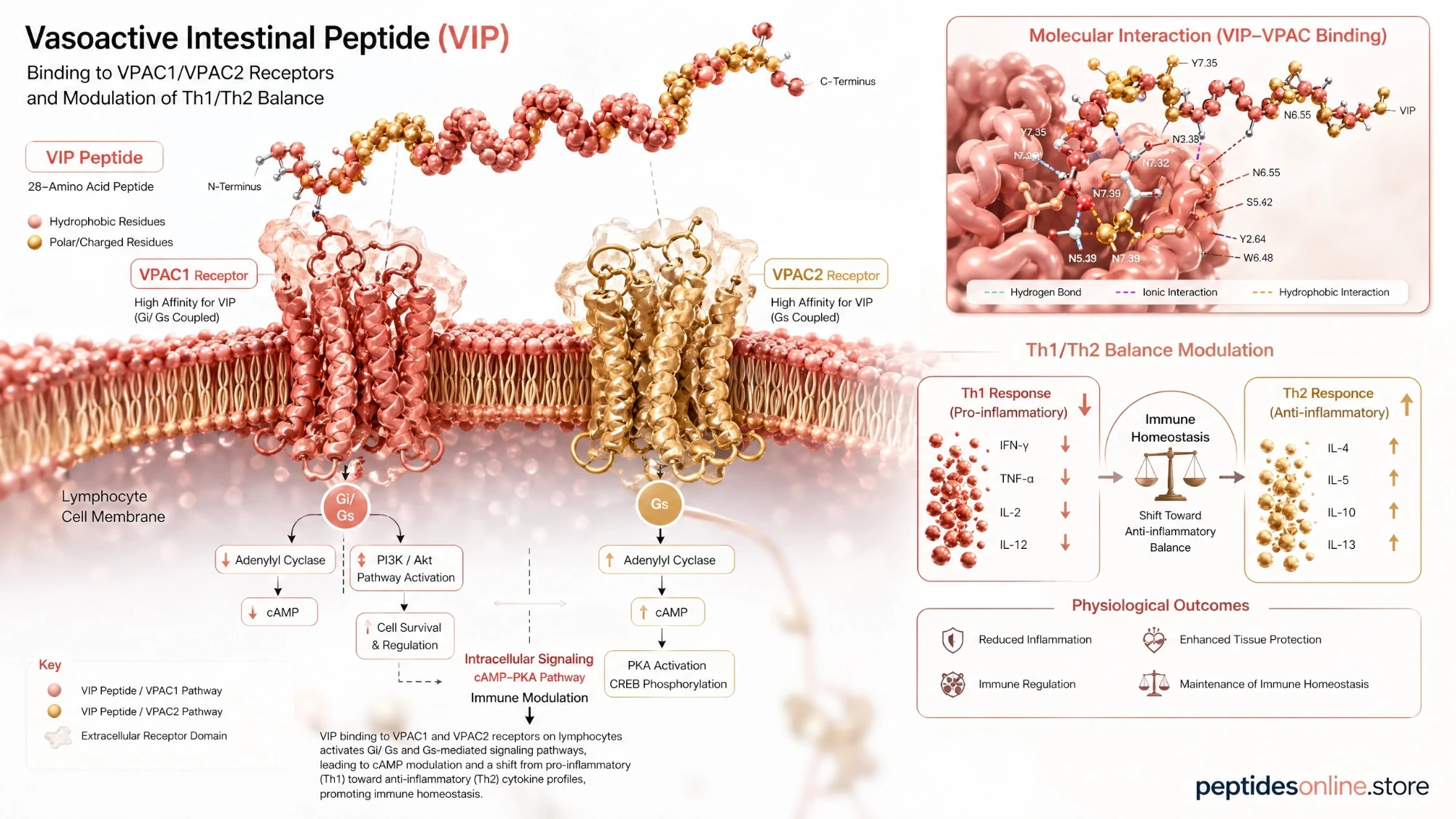 vip_mechanism_infographic